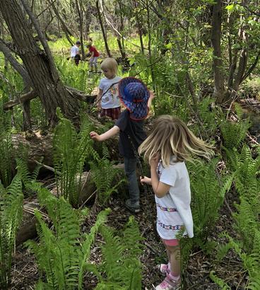 Line of Preschoolers exploring a fern filled forest 
