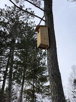 tree with a bird box