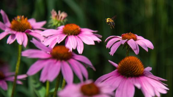 Blooming pink flowers and a bee