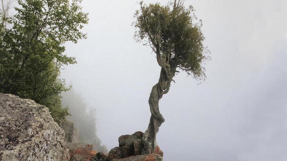 sprit tree stands out amongst the fog