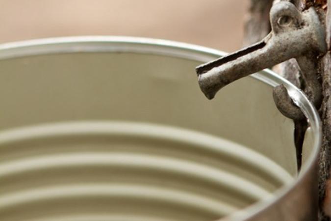 close up of a maple syrup tap with a metal can underneath