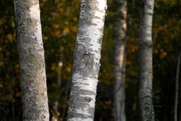 middle section of 2 birch trees