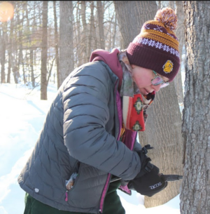 Rachel Breckenridge, AISES co-advisor, tapping a tree